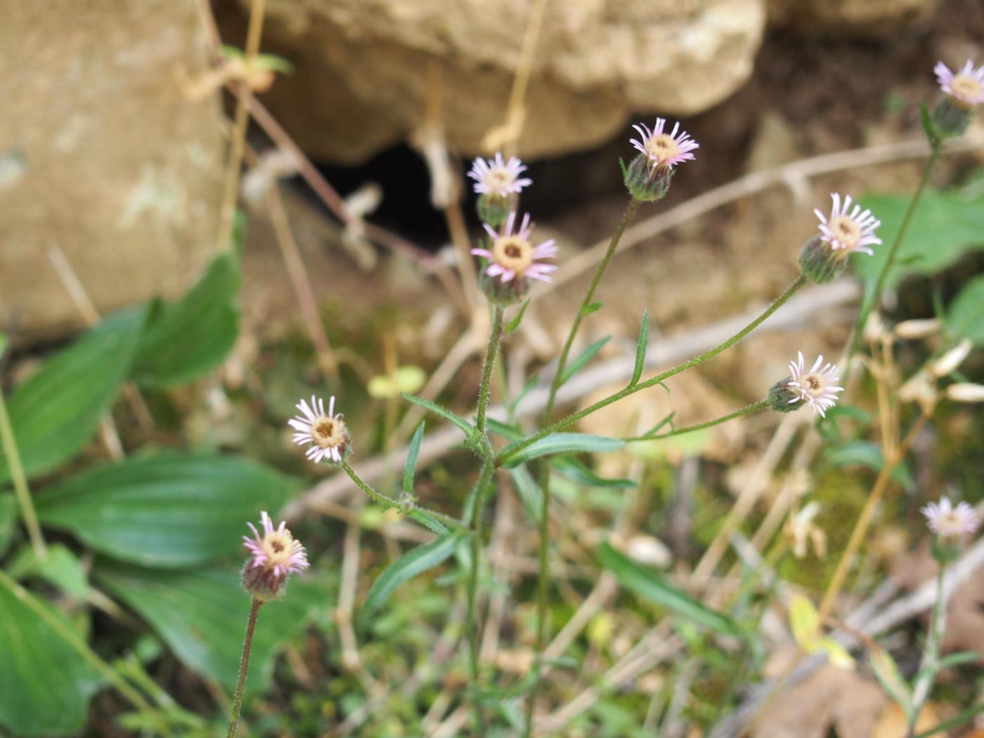 Fleabane, blue plant